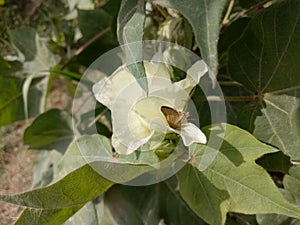 Cotton PlantÂ Gossypium Herbaceum